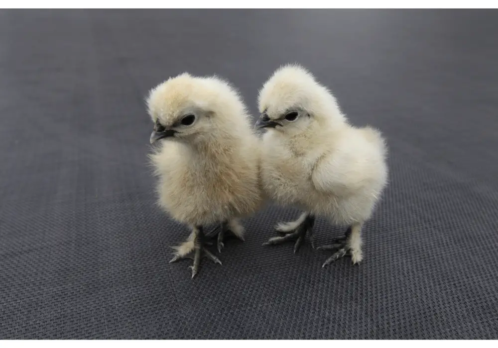 Top 22 How To Tell Male And Female Silkies Apart Update