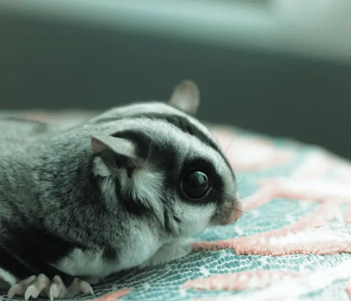 My Sugar Glider Died Suddenly. What Should I Do Now? – Pet Vet Tips