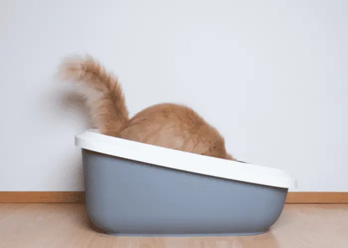 What Type Of Litter Box Do Munchkin Cats Need? The 5 Best Litter Boxes